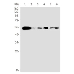 MEF2A/MEF2C rabbit monoclonal antibody
