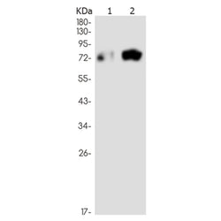 MELK rabbit monoclonal antibody