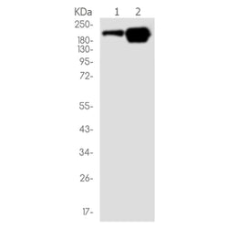 MERTK rabbit monoclonal antibody