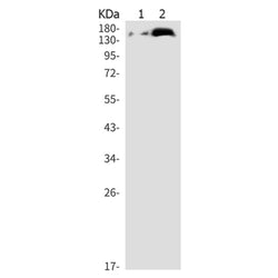 MET (phospho-Tyr1349) rabbit monoclonal antibody