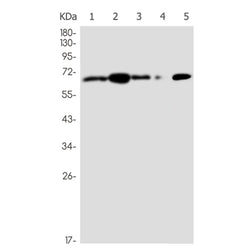 METAP2 rabbit monoclonal antibody