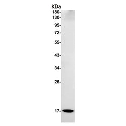 MGST1 rabbit monoclonal antibody