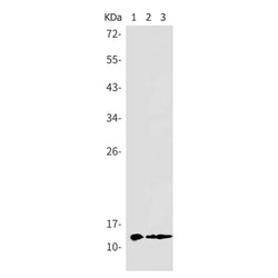 MIF rabbit monoclonal antibody