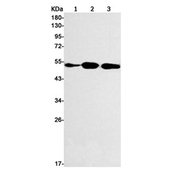 MITF rabbit monoclonal antibody
