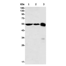 MLKL rabbit monoclonal antibody