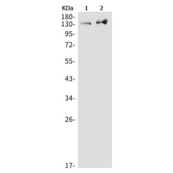 MLLT10 rabbit monoclonal antibody