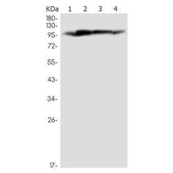 MLLT6 rabbit monoclonal antibody