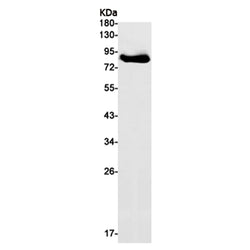 MPO rabbit monoclonal antibody