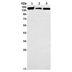 MRC1 rabbit monoclonal antibody