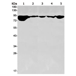 MRE11 rabbit monoclonal antibody