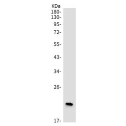 MRPL11 rabbit monoclonal antibody