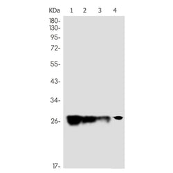 MRPS18B rabbit monoclonal antibody