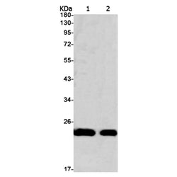 MRPS26 rabbit monoclonal antibody