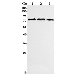 MS4A14 rabbit monoclonal antibody