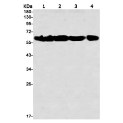 MSN (phospho-Thr558) rabbit monoclonal antibody