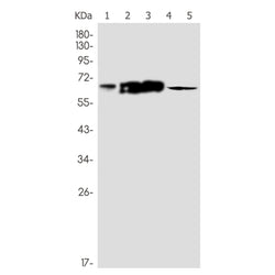 MSN rabbit monoclonal antibody