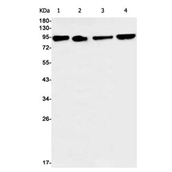 MST1 rabbit monoclonal antibody