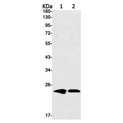 MT-CO2 rabbit monoclonal antibody