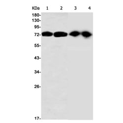 MTDH rabbit monoclonal antibody