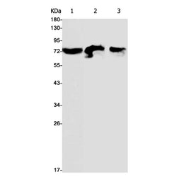 MTHFR rabbit monoclonal antibody