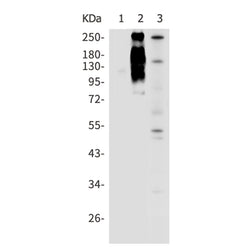 MTOR (phospho-Ser2448) rabbit monoclonal antibody