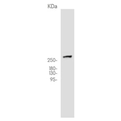 MTOR (phospho-Ser2481) rabbit monoclonal antibody