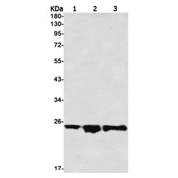 MXD3 rabbit monoclonal antibody