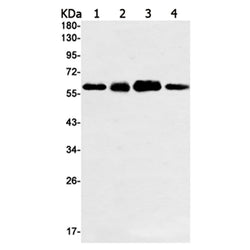 c-Myc rabbit monoclonal antibody