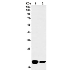 MYDGF rabbit monoclonal antibody