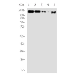 MYH10 rabbit monoclonal antibody