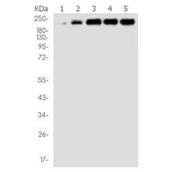 MYH9 rabbit monoclonal antibody