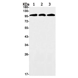MYO19 rabbit monoclonal antibody