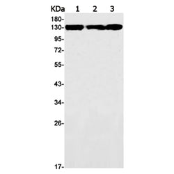 MYO1B rabbit monoclonal antibody