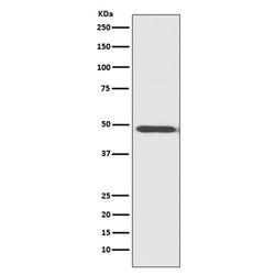 MYOD1 rabbit monoclonal antibody