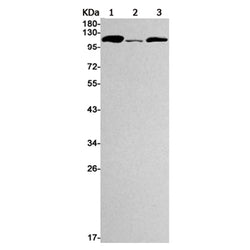 NAT10 rabbit monoclonal antibody