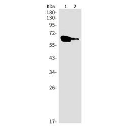 NCAPH2 rabbit monoclonal antibody
