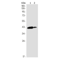 NCF4 rabbit monoclonal antibody