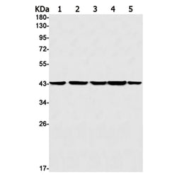 NCK1 rabbit monoclonal antibody