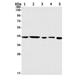 NCK2 rabbit monoclonal antibody