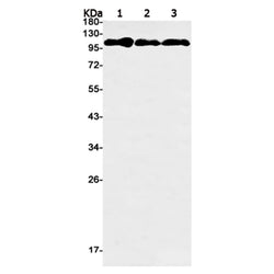 NCL (phospho-Thr84) rabbit monoclonal antibody