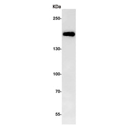 NCOA1 rabbit monoclonal antibody
