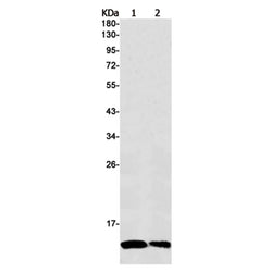 NDUFA1 rabbit monoclonal antibody