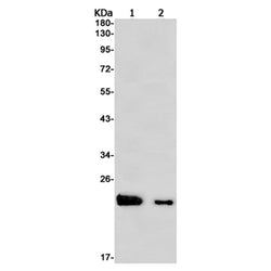 NDUFAF4 rabbit monoclonal antibody