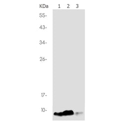 NDUFB1 rabbit monoclonal antibody