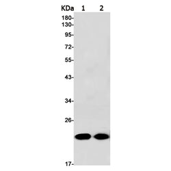 NDUFB10 rabbit monoclonal antibody