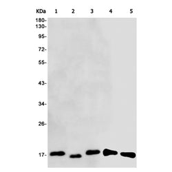 NDUFB11 rabbit monoclonal antibody