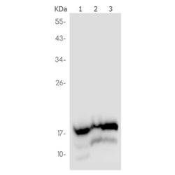 NDUFB8 rabbit monoclonal antibody