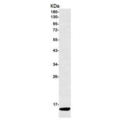 NDUFC2 rabbit monoclonal antibody