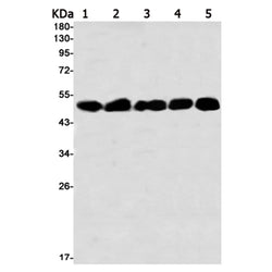NDUFS2 rabbit monoclonal antibody