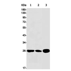 NDUFS3 rabbit monoclonal antibody